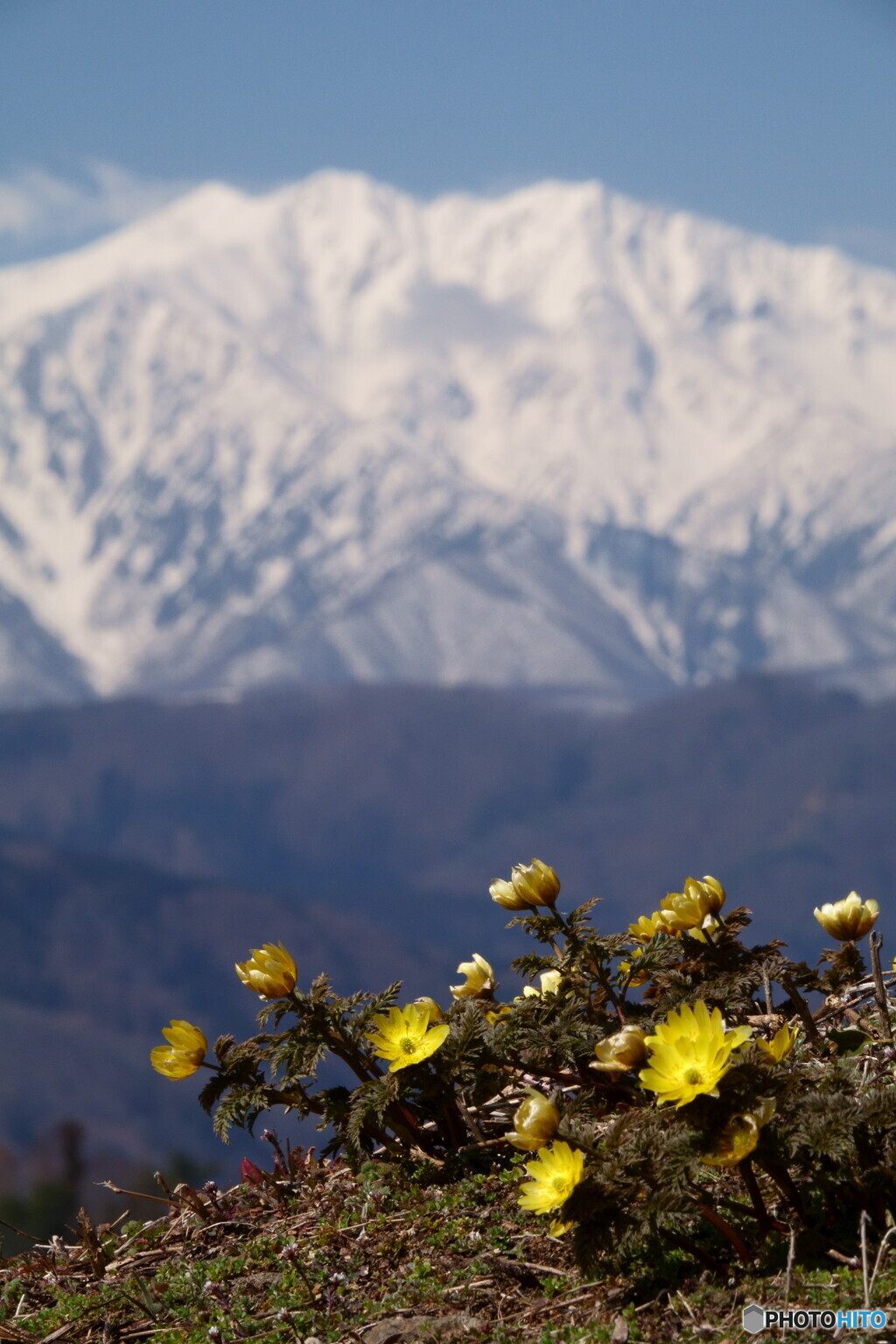 福寿草と爺ケ岳