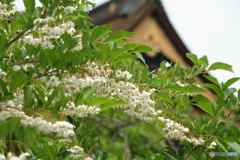散歩の花　１