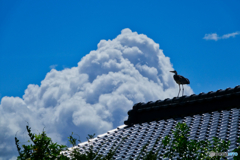 夏の果