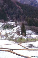 緑の復権　２