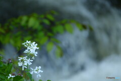 花の名