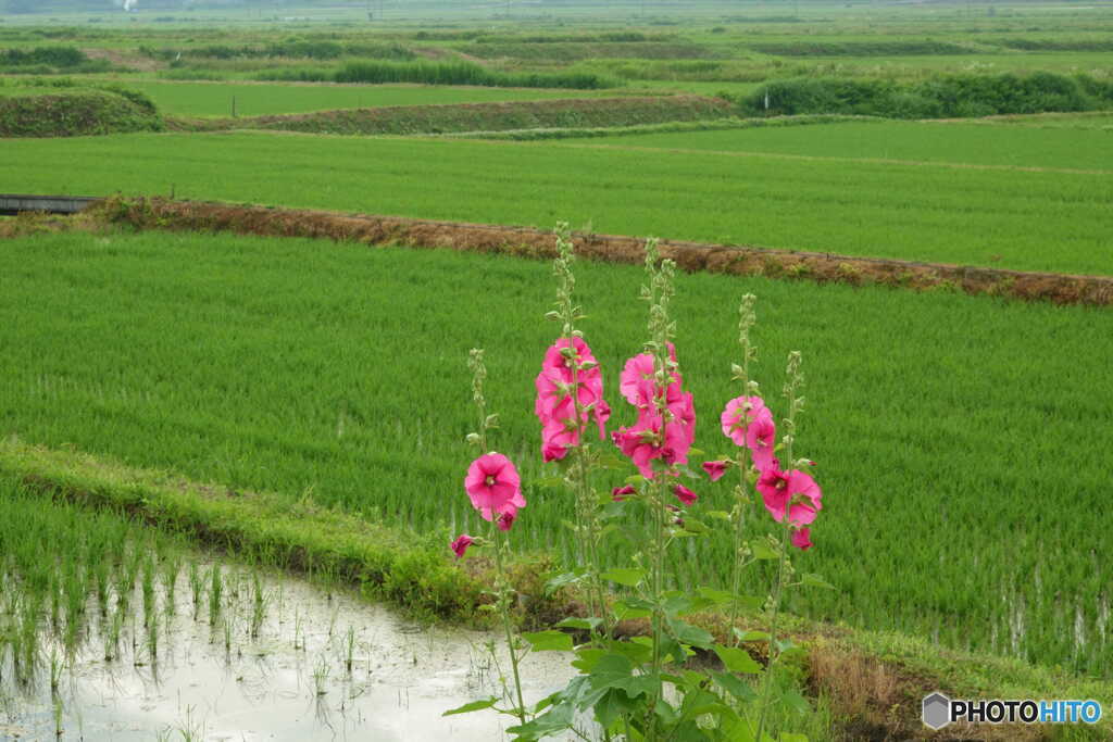 梅雨明け