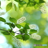 おいらだって桜だい