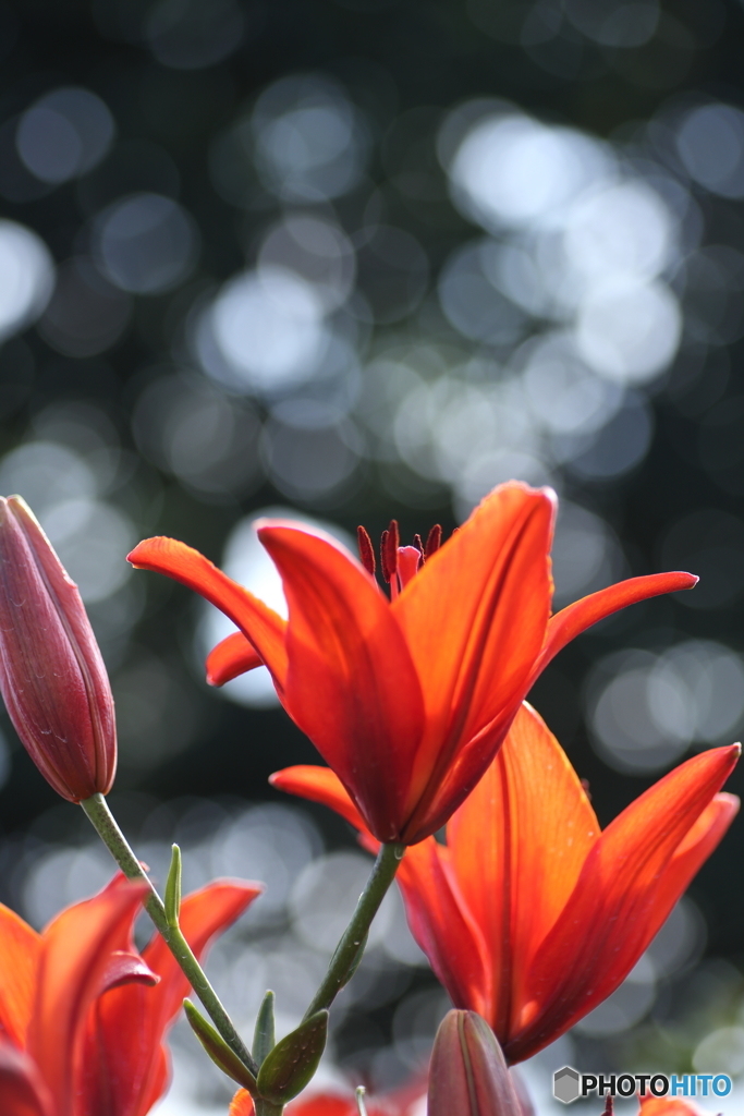 夏の花　９