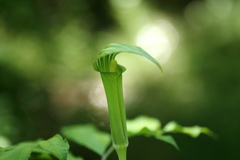 サトイモ科