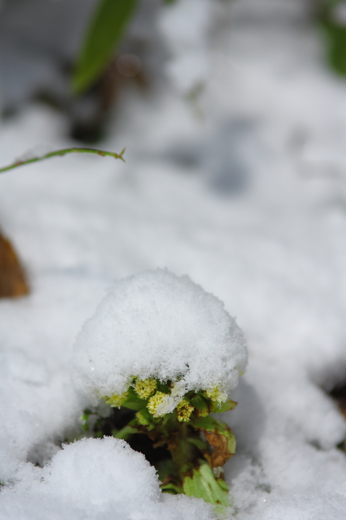 雪の帽子