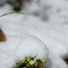 雪の帽子