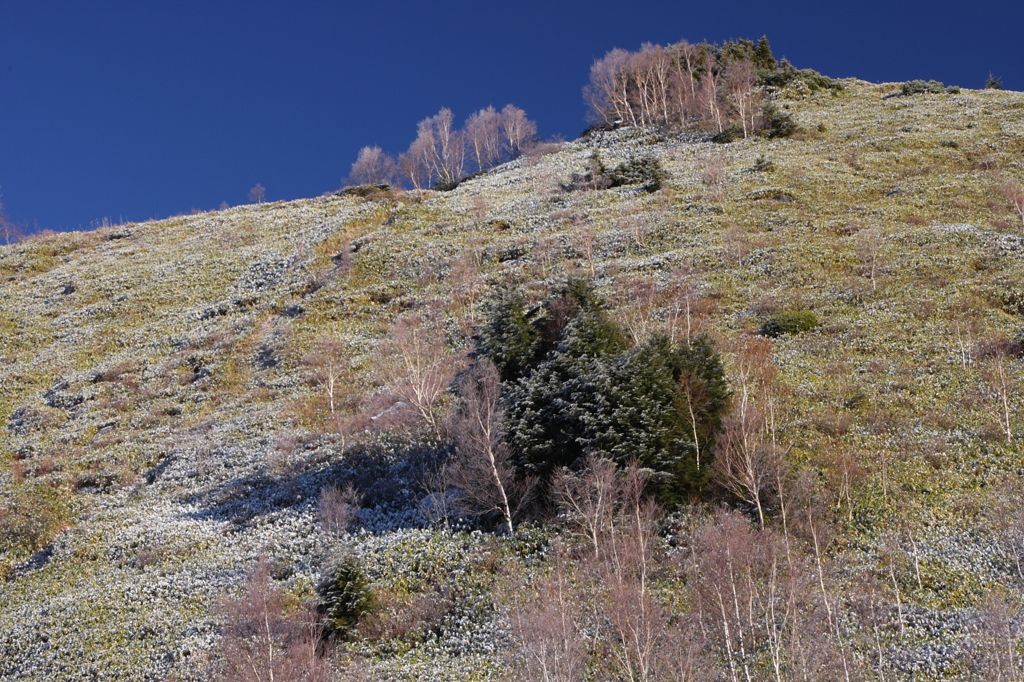霜が溶けてゆく