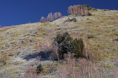 霜が溶けてゆく