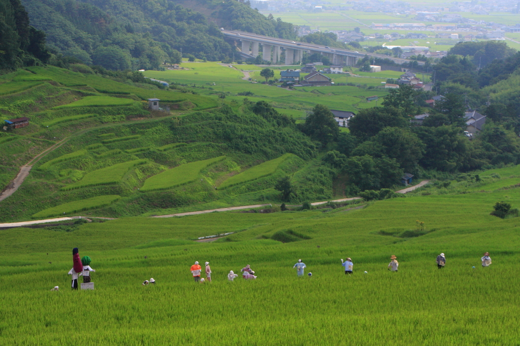 案山子のいる棚田