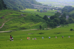案山子のいる棚田