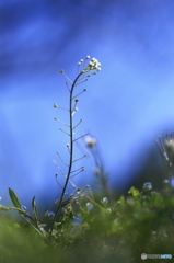 ぺんぺん草