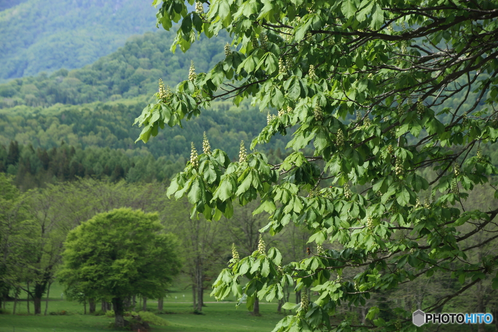 栃の花