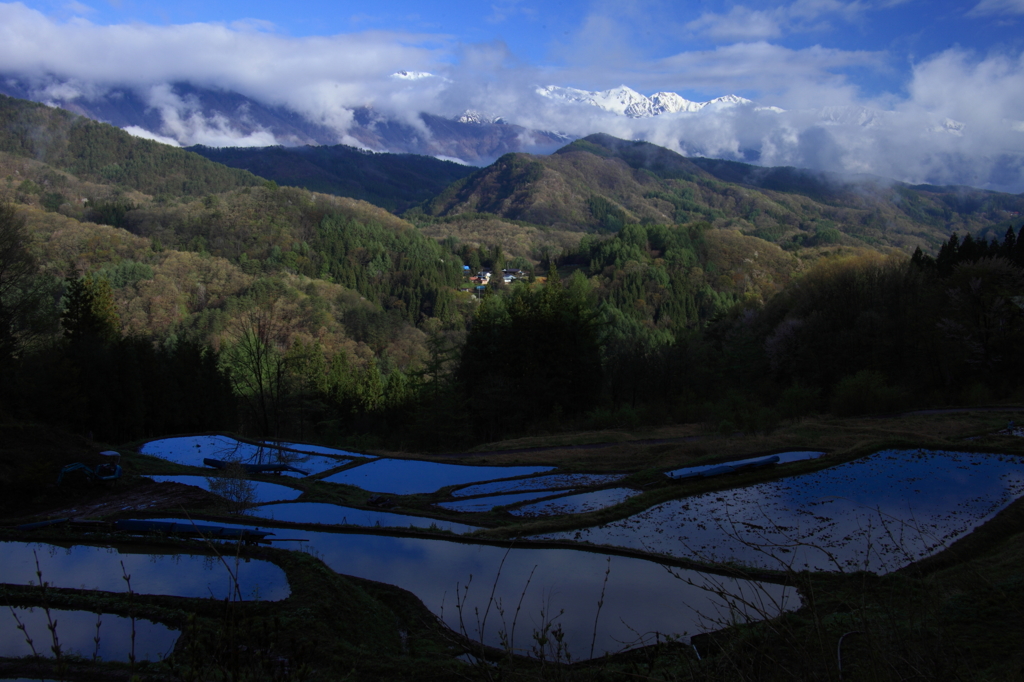田植えの朝