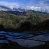 田植えの朝
