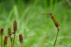 夏枯草