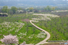 道