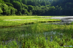 夏繁る