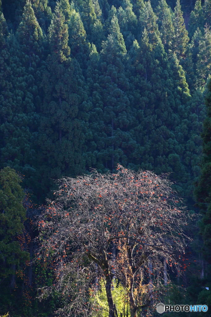 柿・晩秋