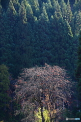 柿・晩秋