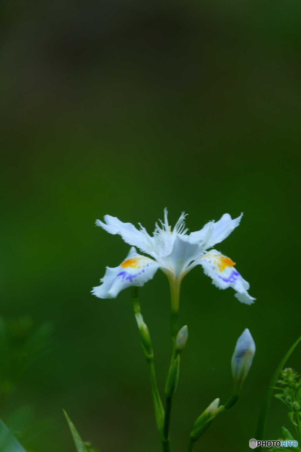 胡蝶花