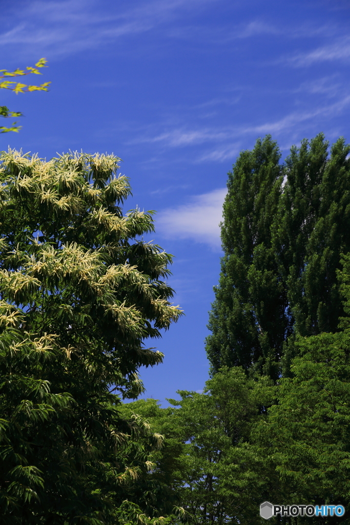 栗の花