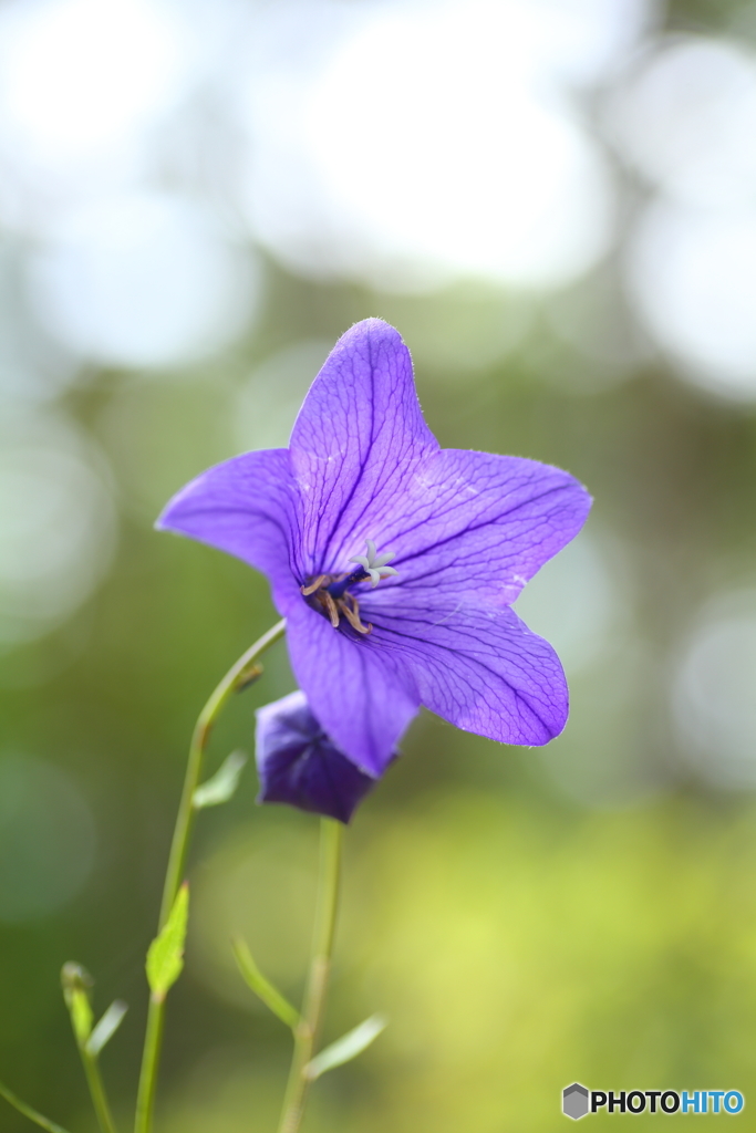 夏の花　１２