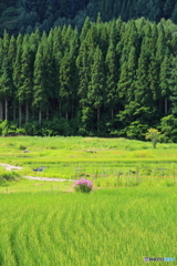 ミソハギの咲く