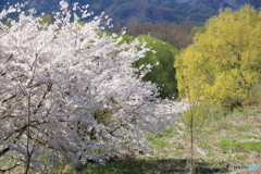桜のある光景　5　うつろい