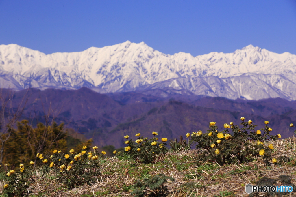 山と花