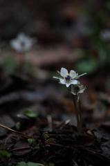 薄光の花