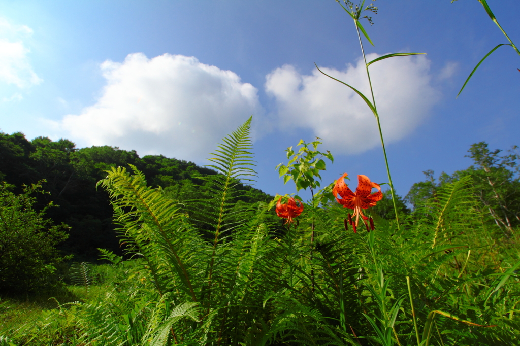 夏空