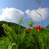 夏空