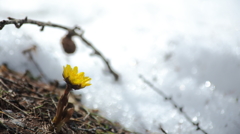 雪がとけて