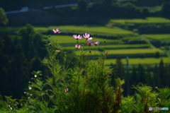 秋はいづこに