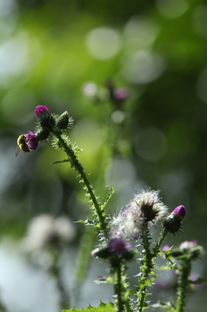 アザミ嬢のララバイ