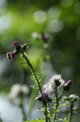 アザミ嬢のララバイ