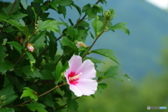 夏にサヨナラ
