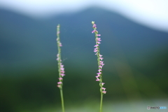 ねじ式