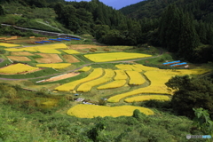 稲刈り前