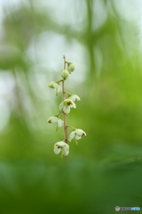 一薬草