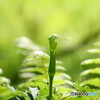 みどりの鎌首