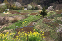 里の春