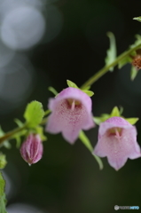 夏の花　３