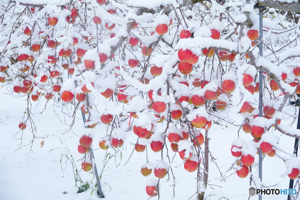 雪りんご