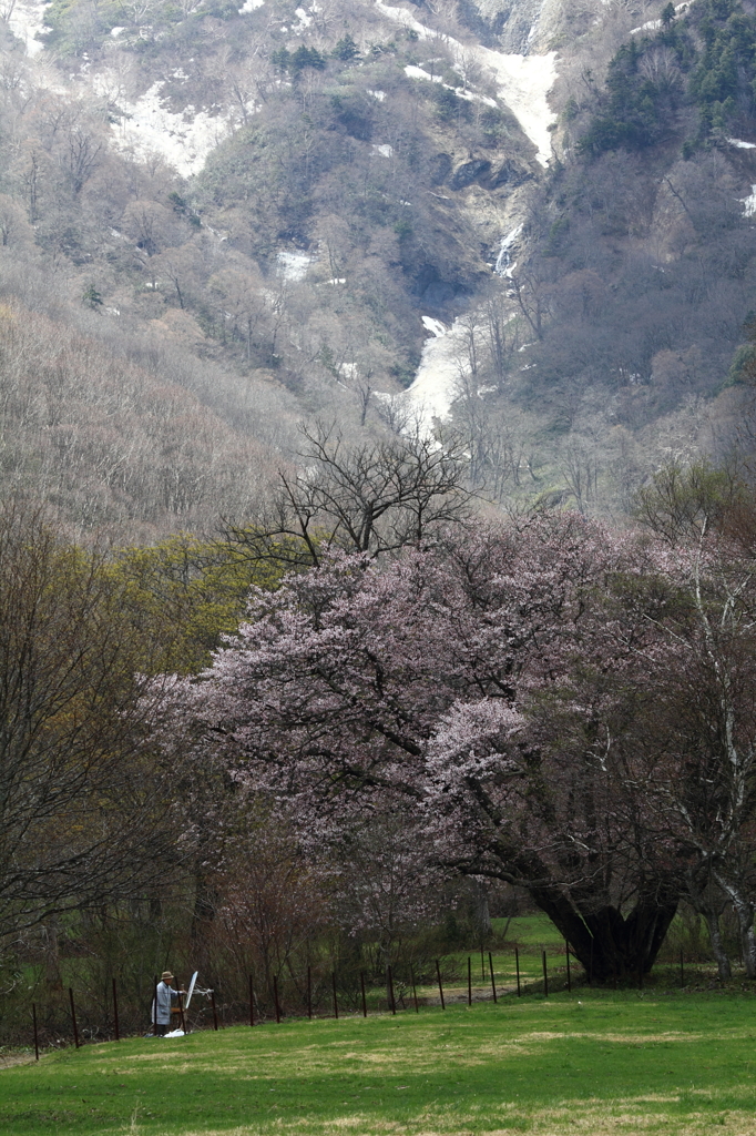高原の桜