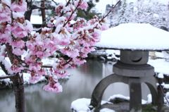 凍える桜　２