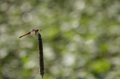 とがったところが好き