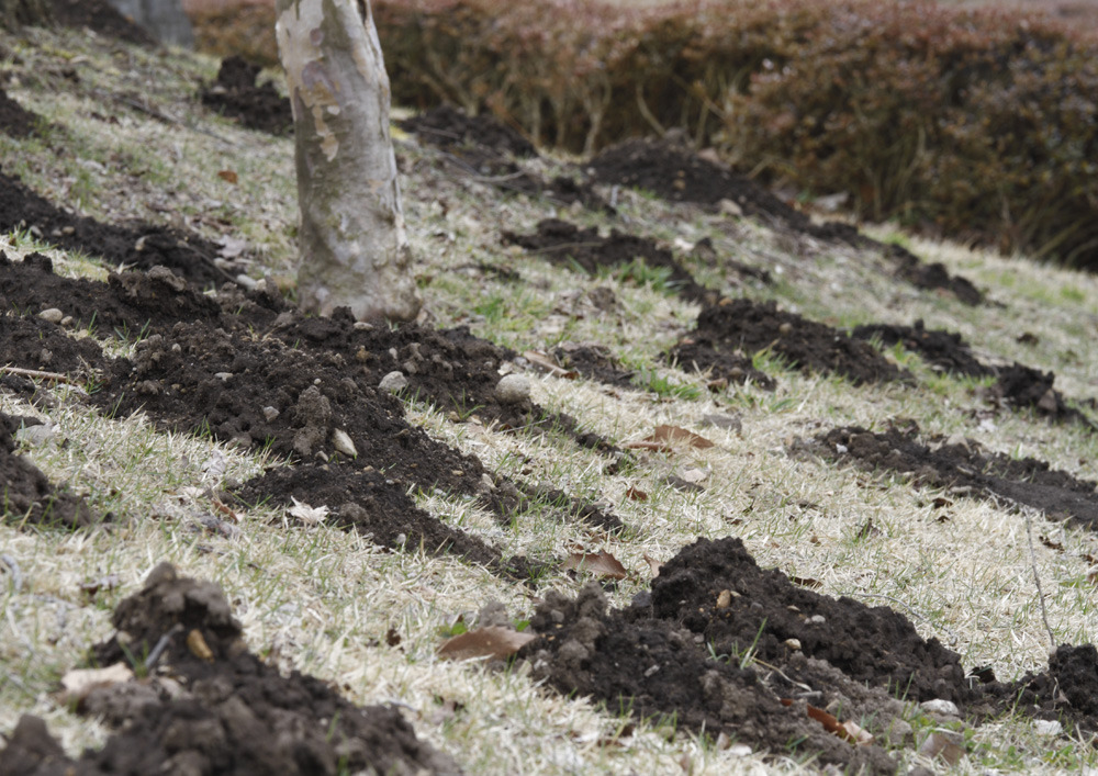 モグラの仕業