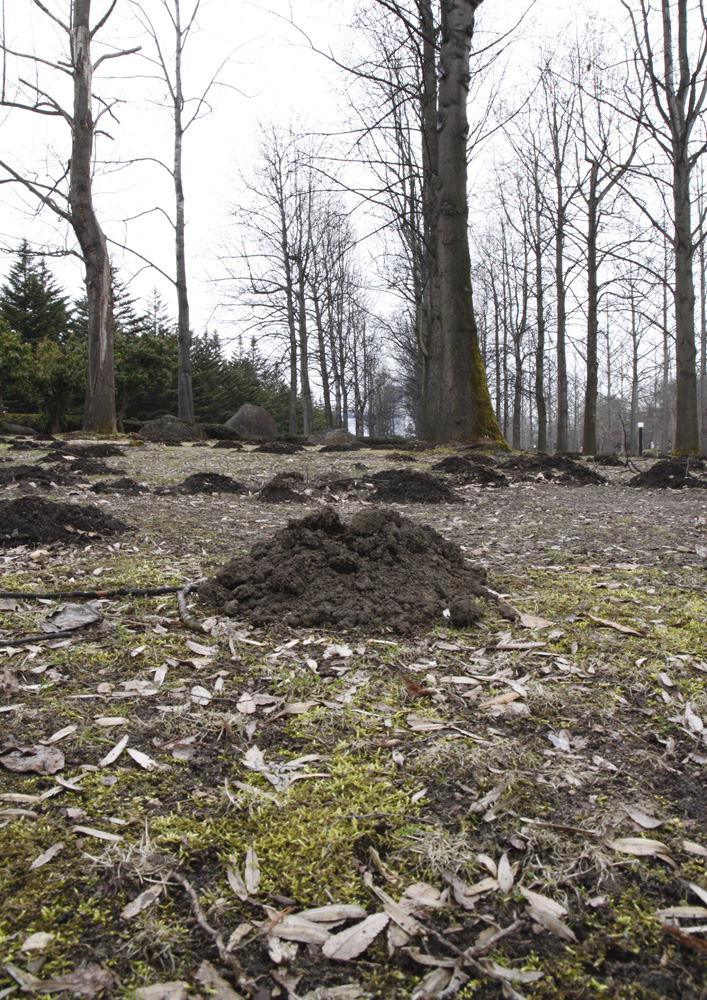 出来たてホヤホヤ